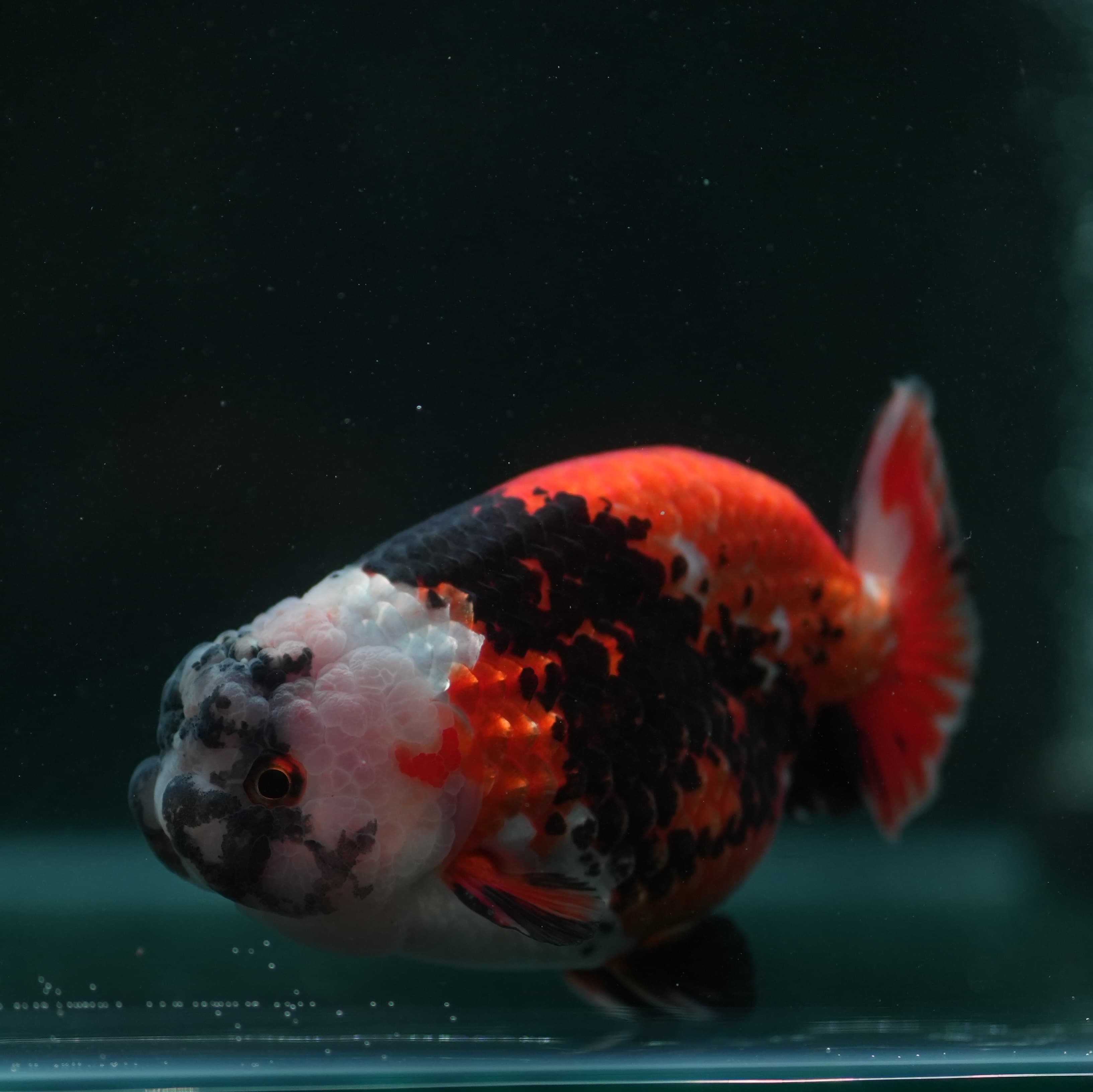 Ranchu - 004